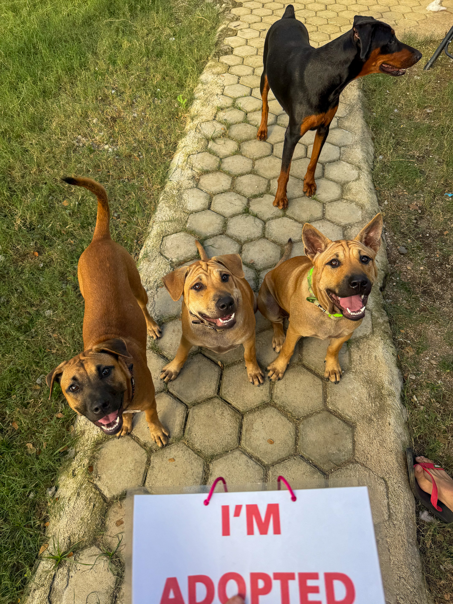Adoptierter Hund